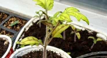 Důvody, proč mohou sazenice rajčat zežloutnout a co dělat